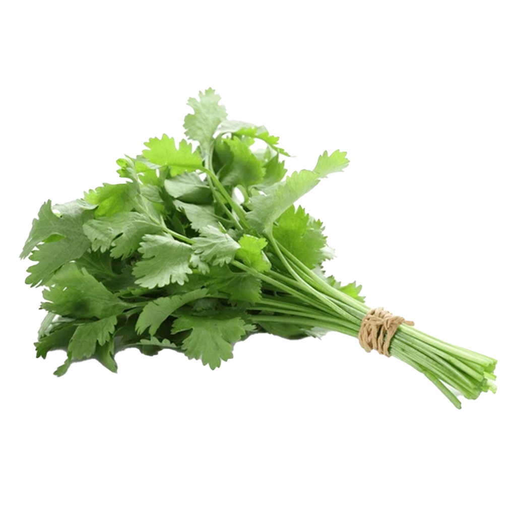 Cilantro Bunch