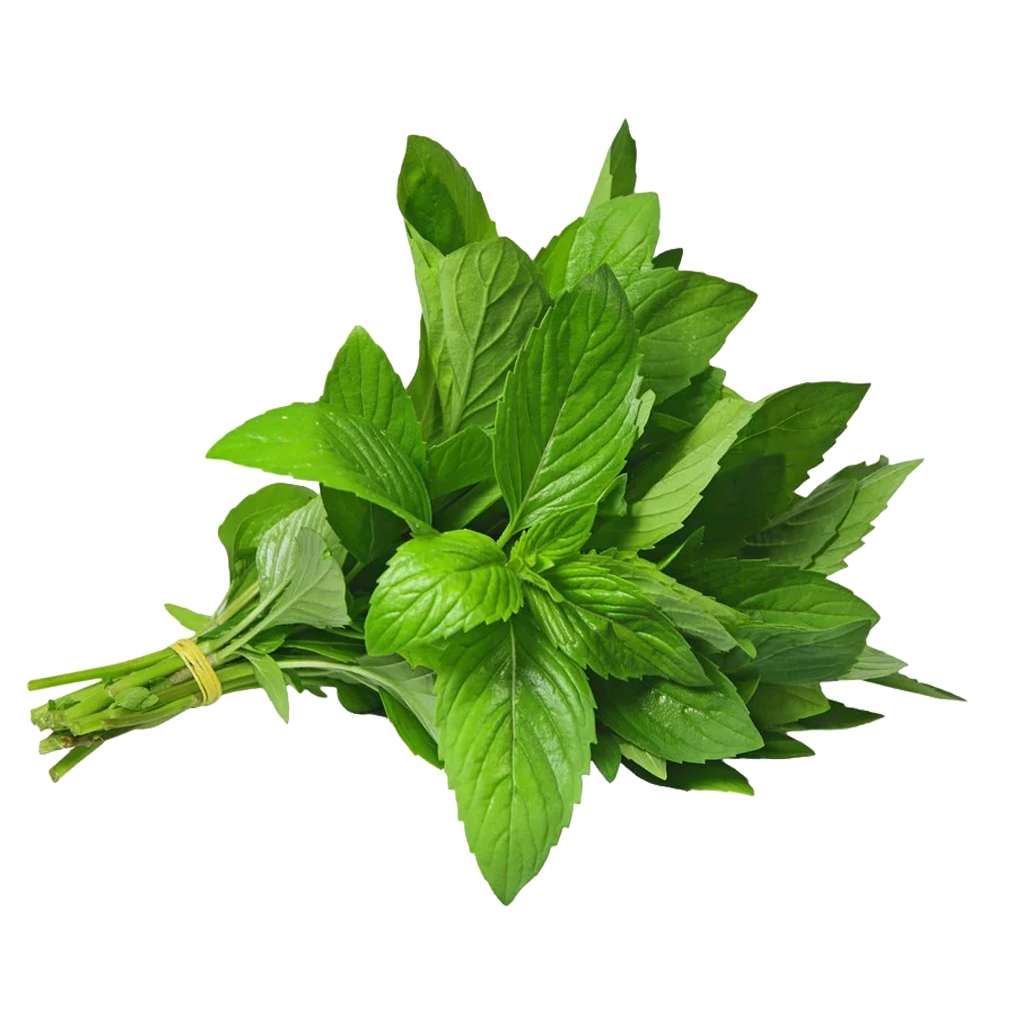 Mint Leaves Bunch