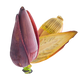 Banana Flower
