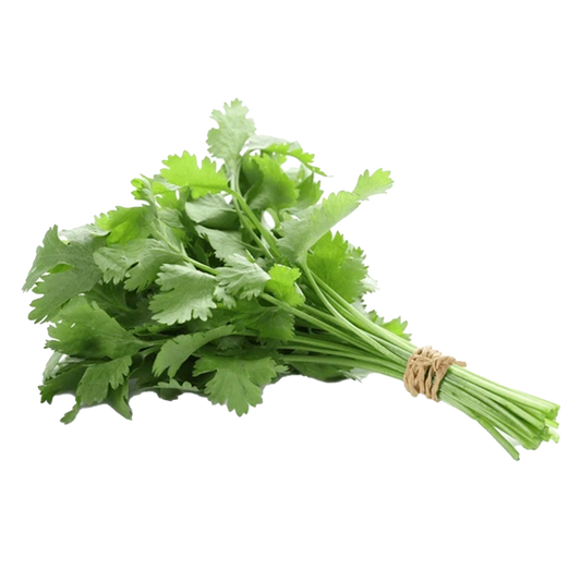 Cilantro Bunch