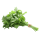 Cilantro Bunch