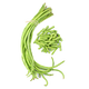 Long Beans Green