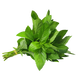 Mint Leaves Bunch