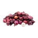 Onion Pearl Red