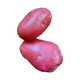 Potato Red B