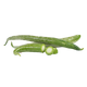 Snake Gourd